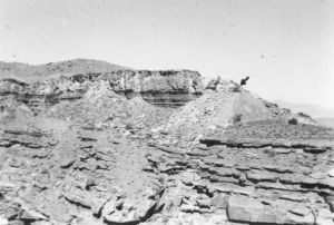 1955 View of Four Aces tunnel from about half a mile. Note the mine tailings from 1893 below. The light colored rock is Shinarump conglomerate, dark rock below is Moenkopi sandstone, sloping stuff piled on top is Chinle shale.